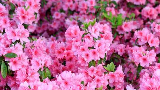 Chennai Online Florist - Cover photo