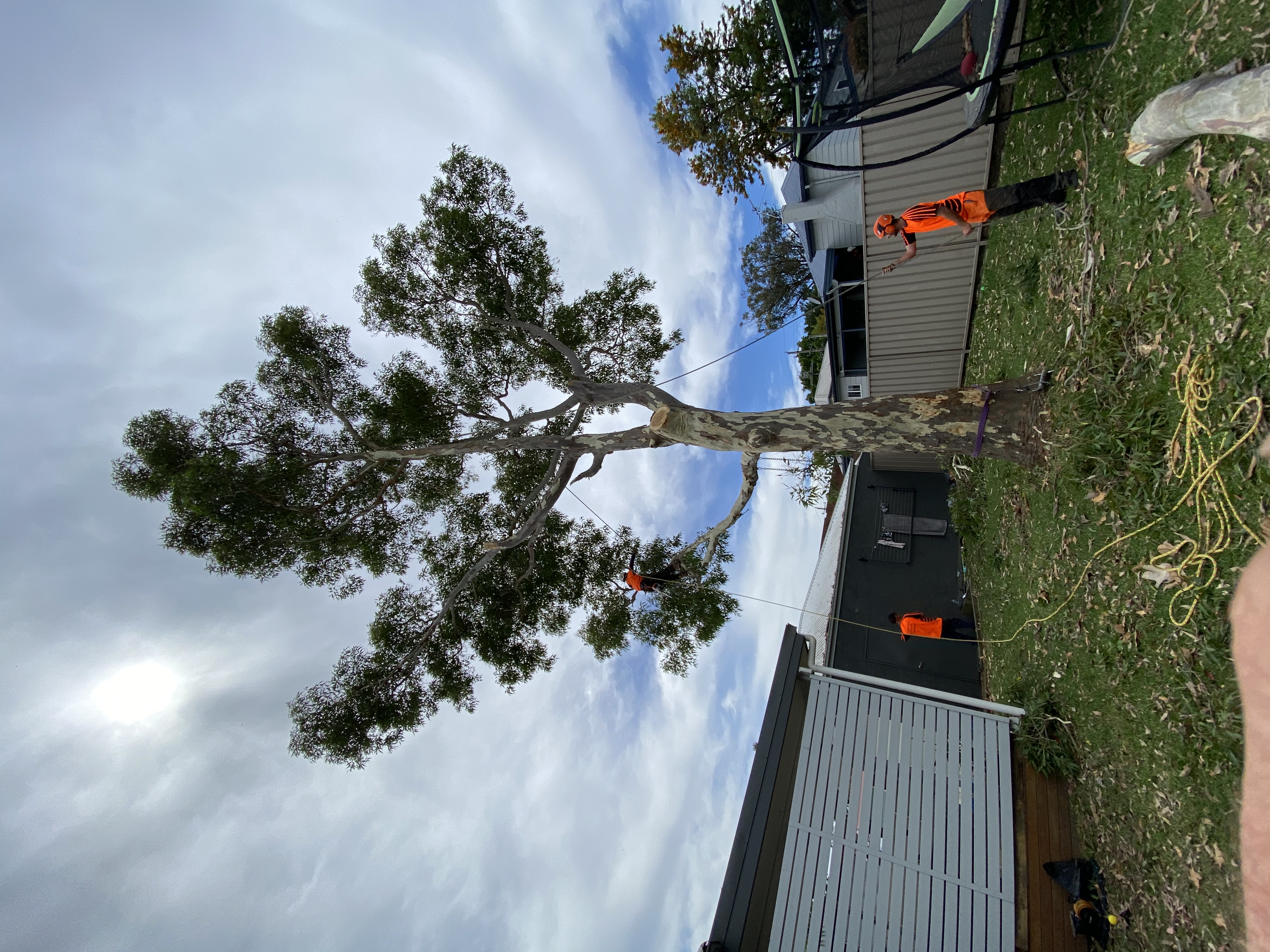 Chop n Drop Tree Specialists - Logo