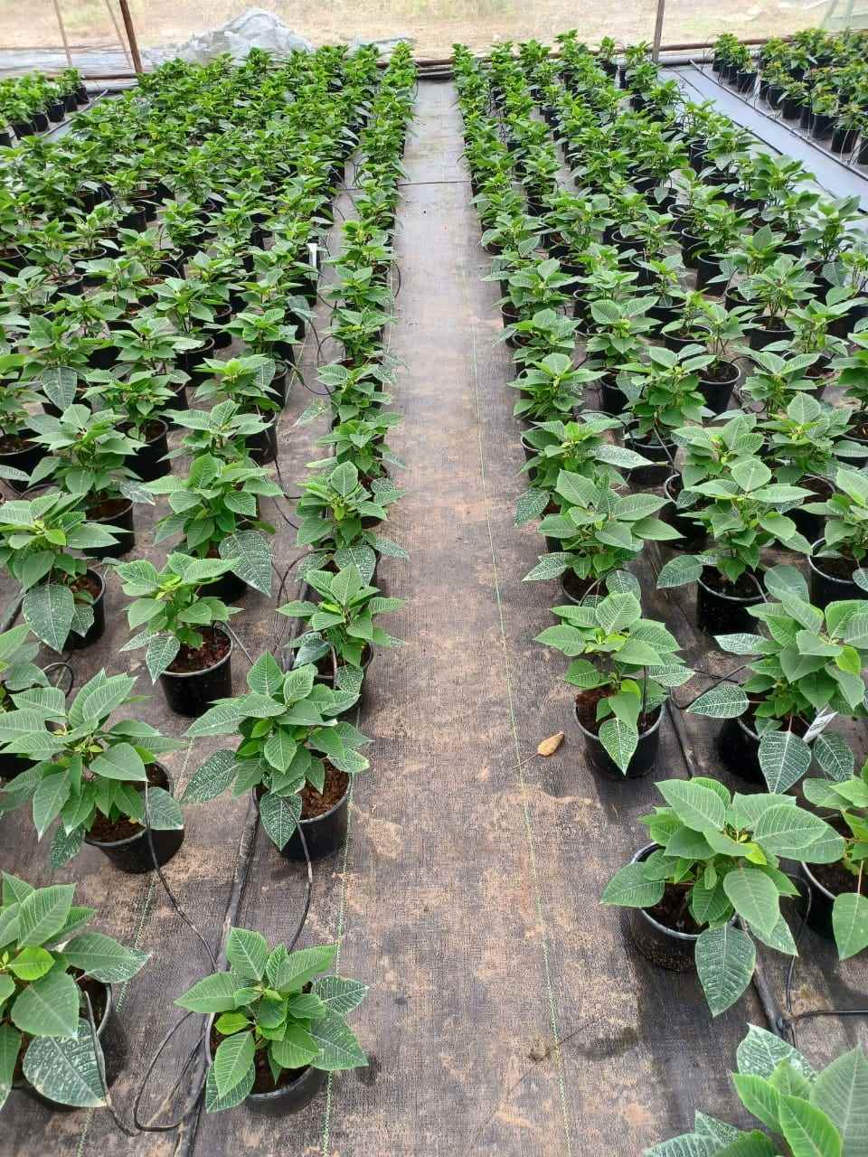 Chroma Hydroponic Nurseries - Cover photo