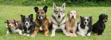 Citizen K9 - Cover photo