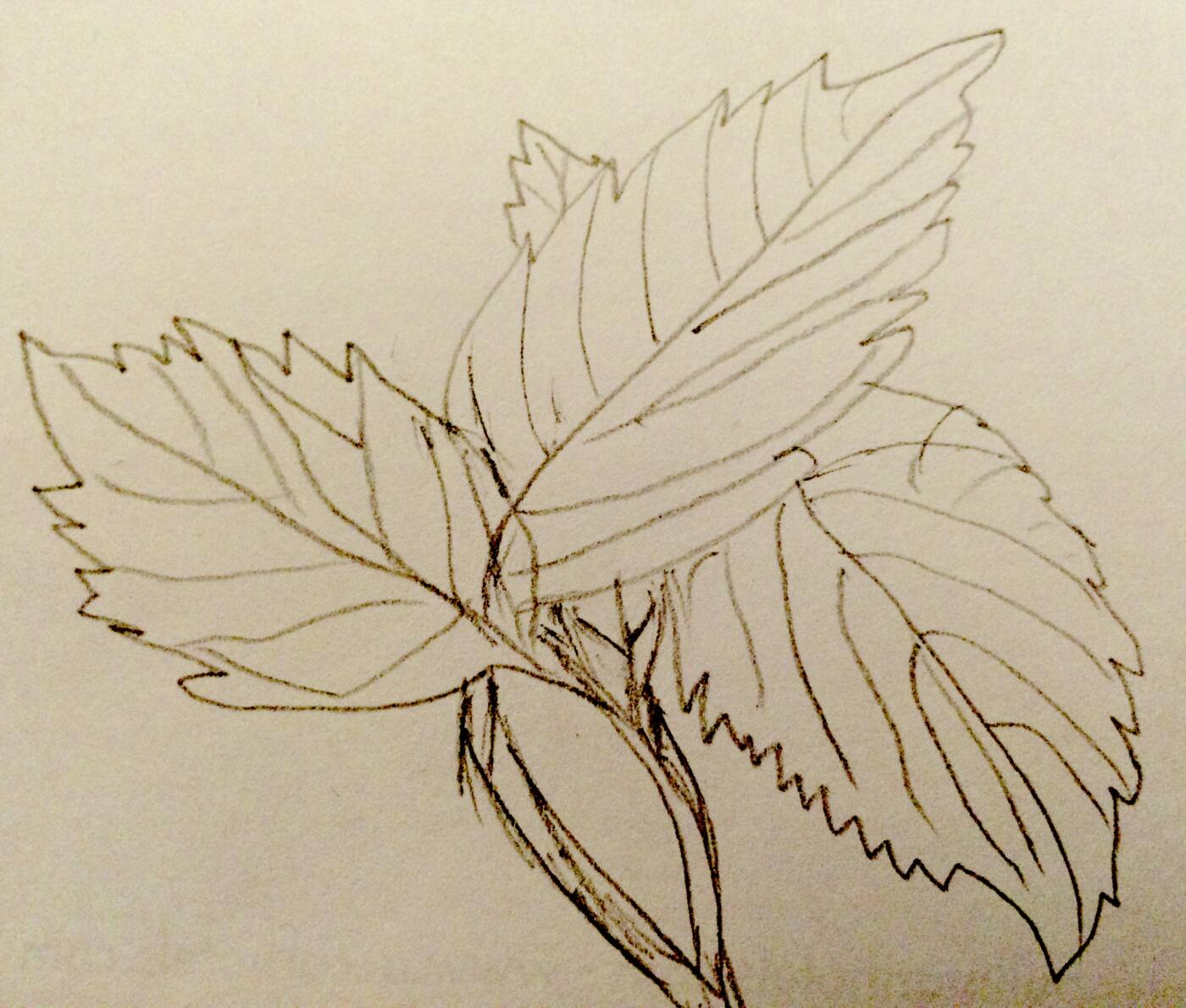Clair Ingleton Naturopathy - Logo