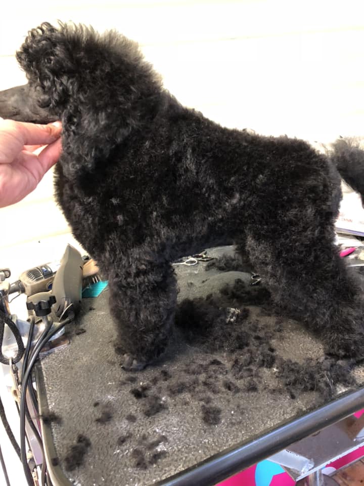 Claws & Paws Grooming Salon - Logo