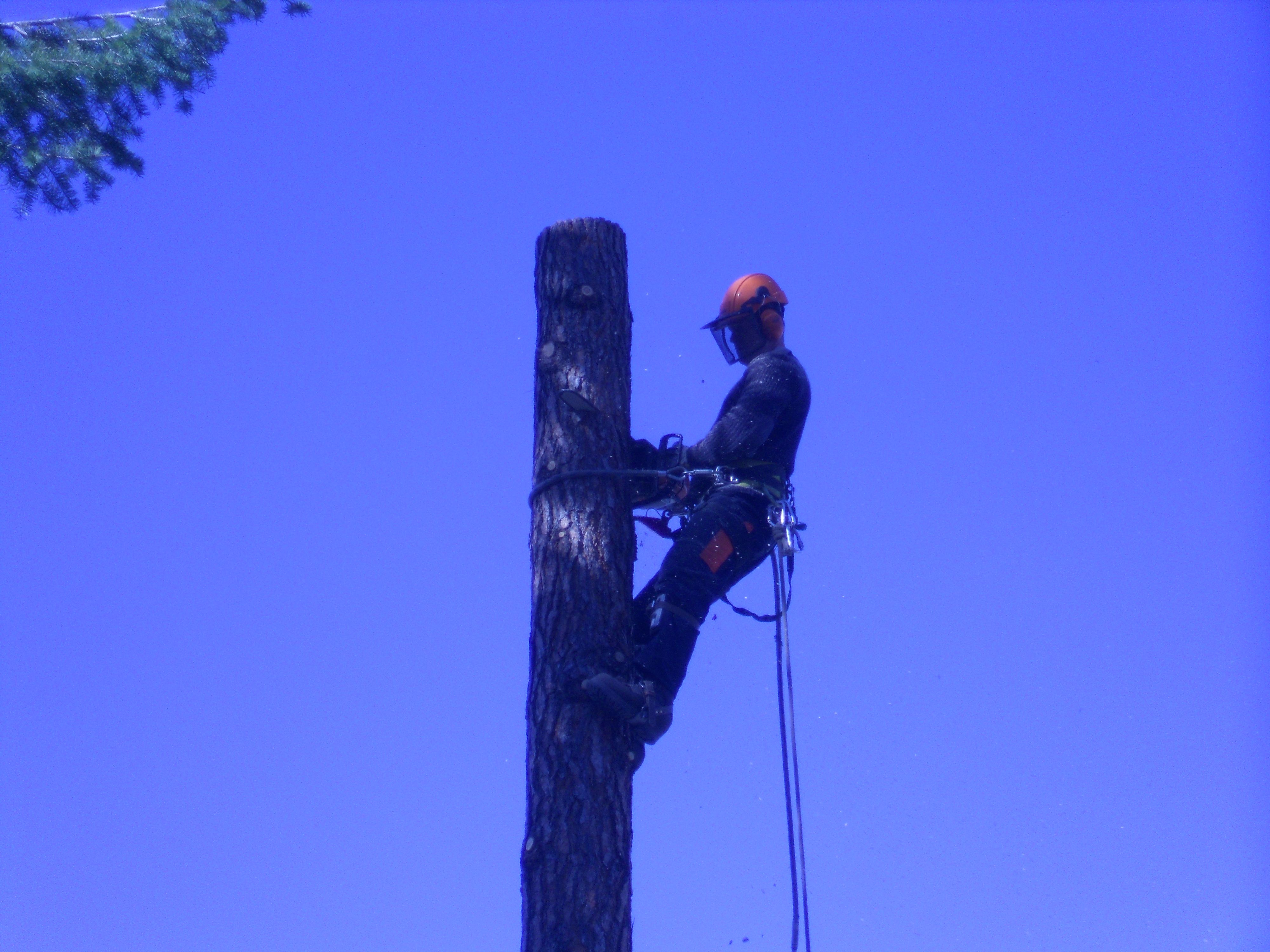 Clean Cut Tree Service - Logo