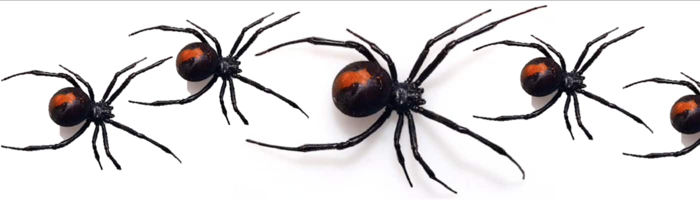 Clear Away Pest Services - Cover photo