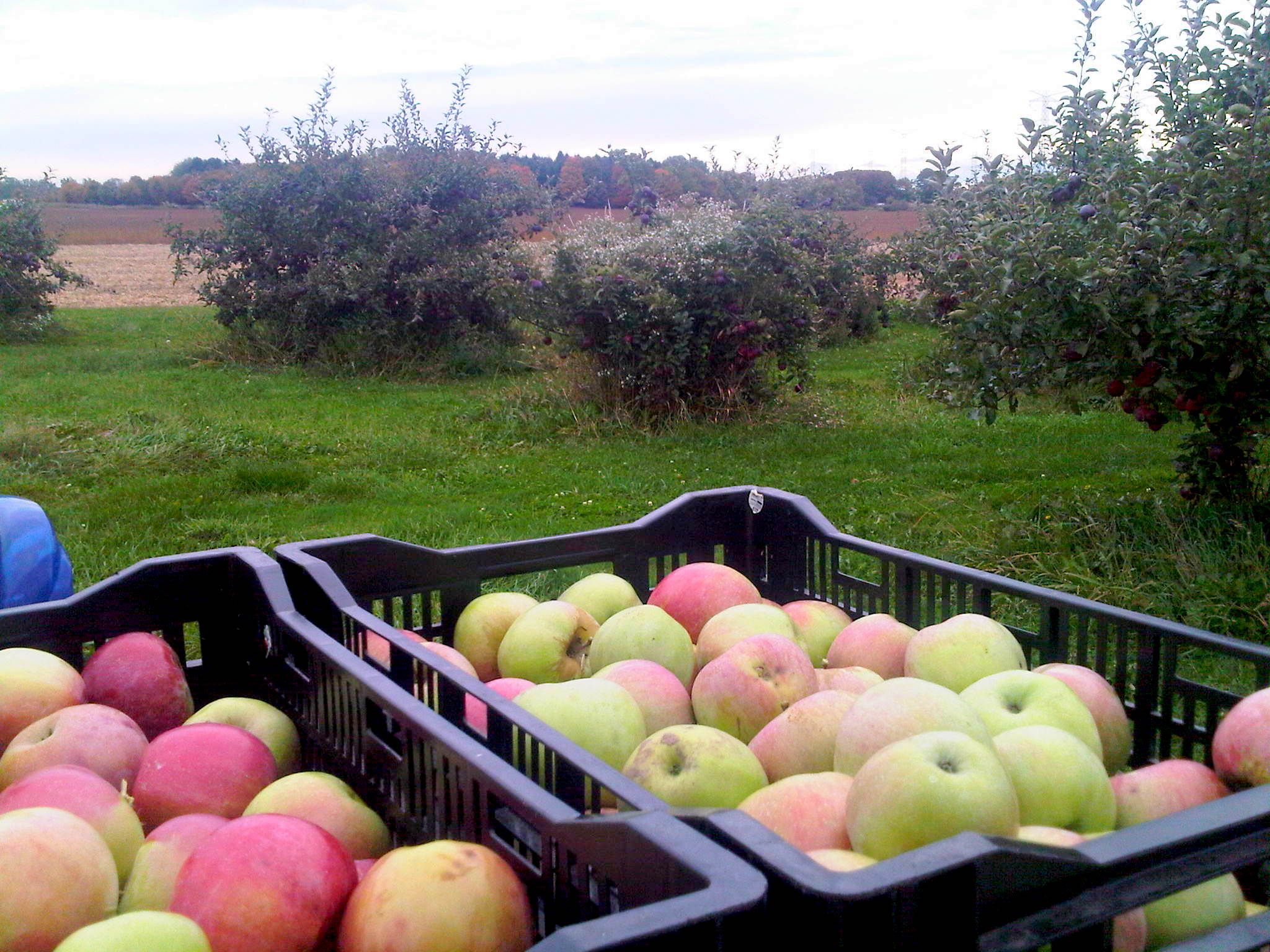 Clement Poultry And Orchards - Cover photo
