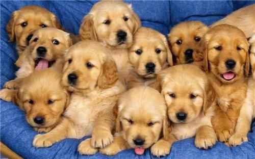 Clever Pets - Cover photo