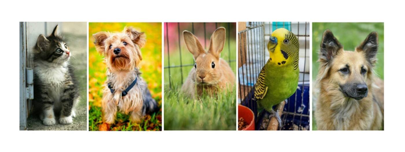 Coastal Pet Services - Cover photo