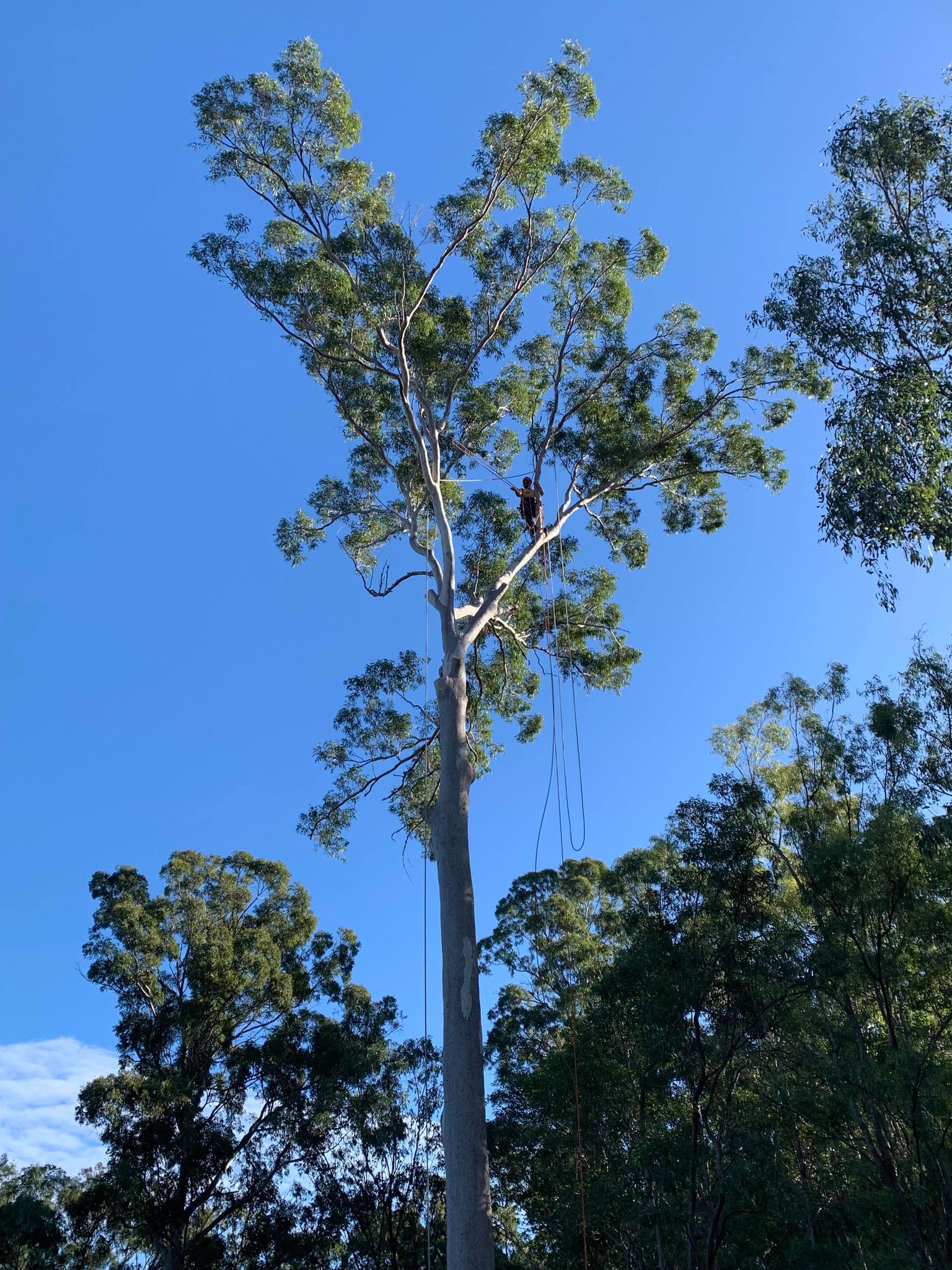 Coast to Coast Tree Works - Cover photo