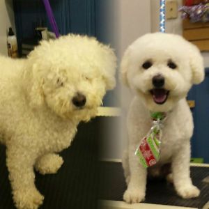 Codiac Pet Supply - Logo