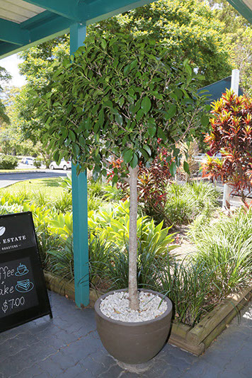 Coffs Coast Indoor Plant Hire - Logo