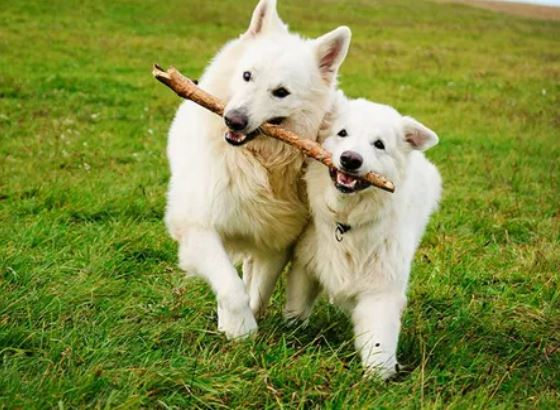 Coffs Coast Pet Services - Cover photo