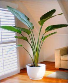 Coffs Harbour Indoor Plant Hire - Logo