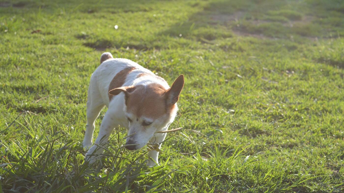 Company For Dogs - Cover photo