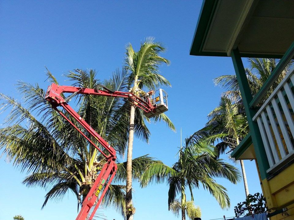 Complete Tree Management - Cover photo