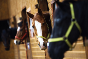 Concise Equestrian Centre-Horse Agistment - Logo