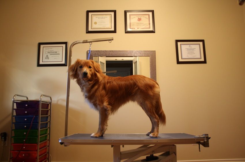 Contemporary Canine - Logo