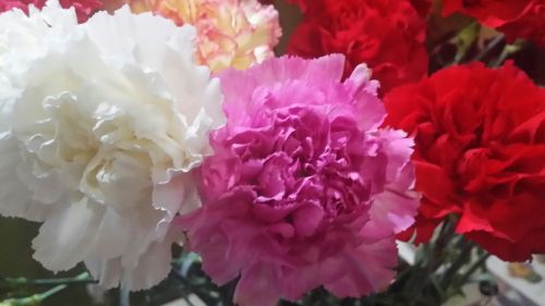 Coolangatta Florist - Logo