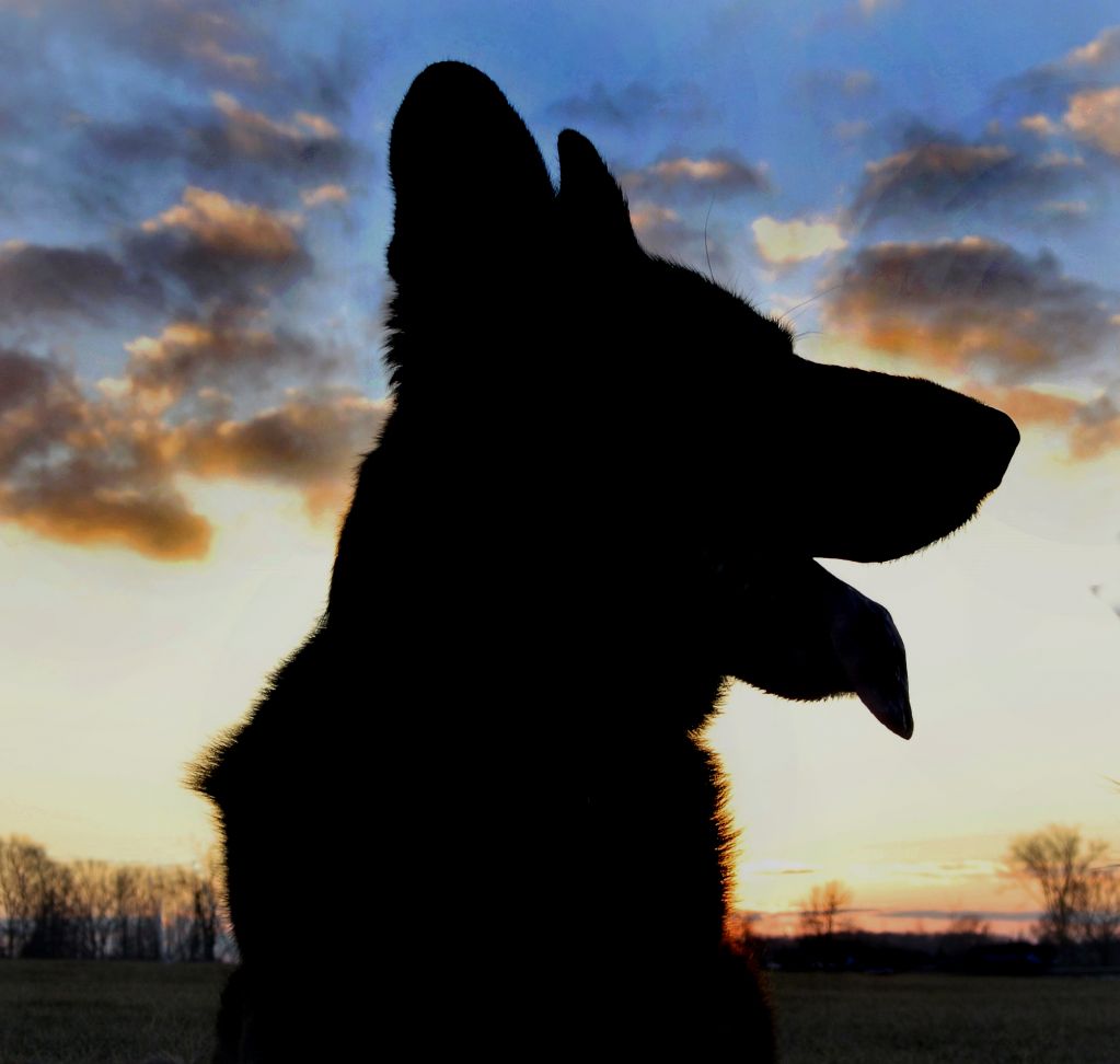 Corbie&s;s Dog Training - Logo