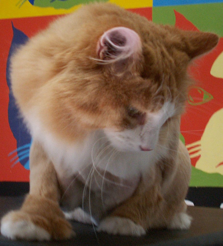 Coupe Lion / Lion Kuts - Cover photo