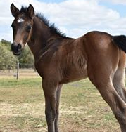 CQ Equine Veterinary Service - Cover photo