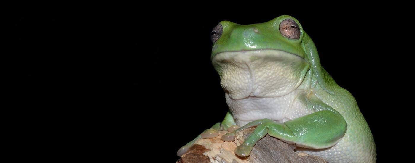 Critter Keepers - Cover photo
