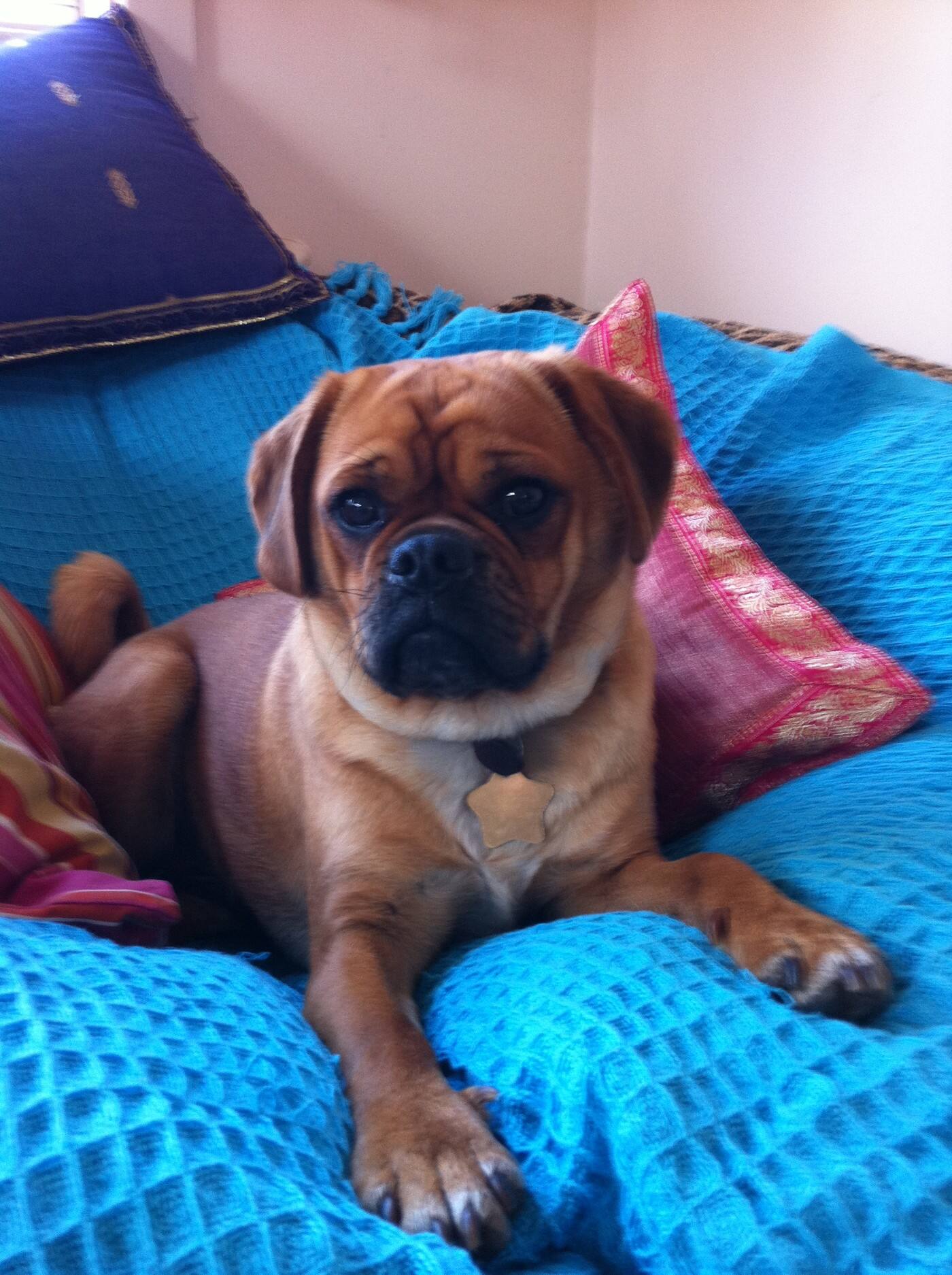 Cronulla Pet Services - Cover photo