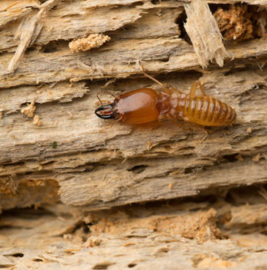 CTS Termite & Pest Control - Cover photo