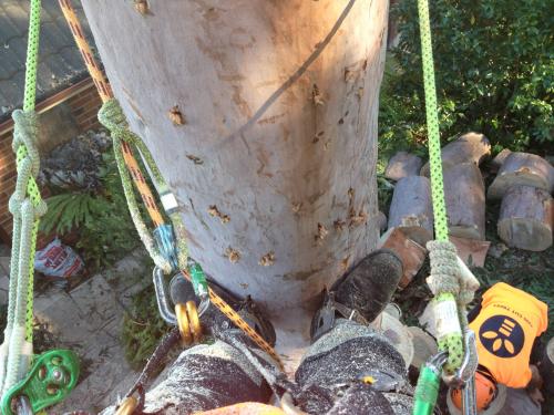 Cutting Edge Tree Maintenance - Logo