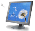 Dandelion Web Design - Logo