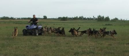 Dangie K-9 Services Inc. - Logo