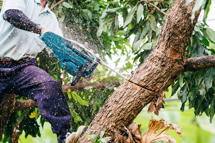 Dapto Tree Service - Logo