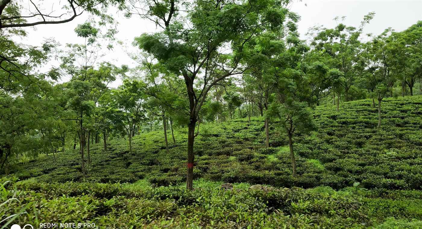 Darjeeling Packages - Cover photo