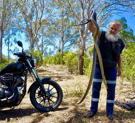 Darling Downs Snake Catchers 24/7 - Logo