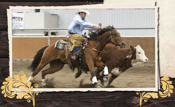 Darroch Performance Horses - Logo