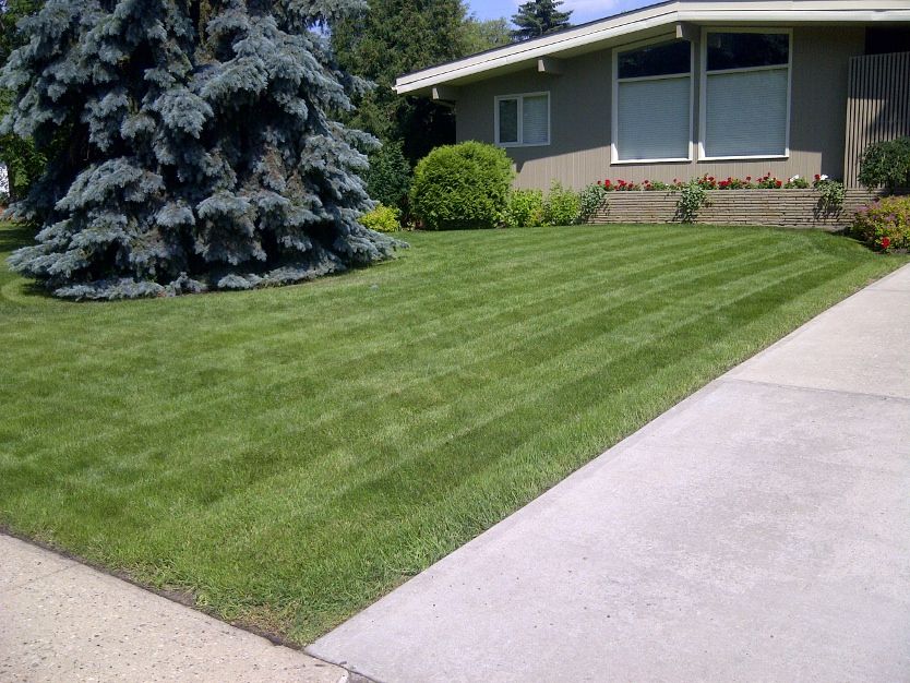Dave Does Lawns Ltd. - Logo