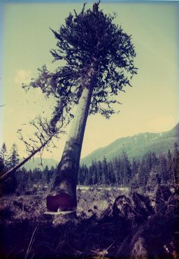 Dave&s;s Tree Care - Cover photo