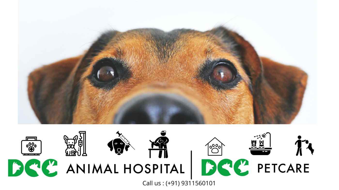 Dcc Animal Hospital - Cover photo