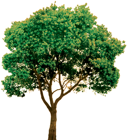 Deans Trees - Cover photo