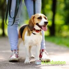Deepti Pet Shop - Logo