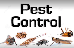 Delhi pest management - Logo