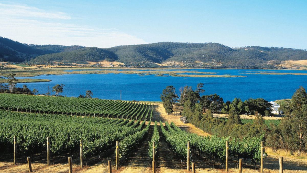 Derwent Estate Vineyard - Logo