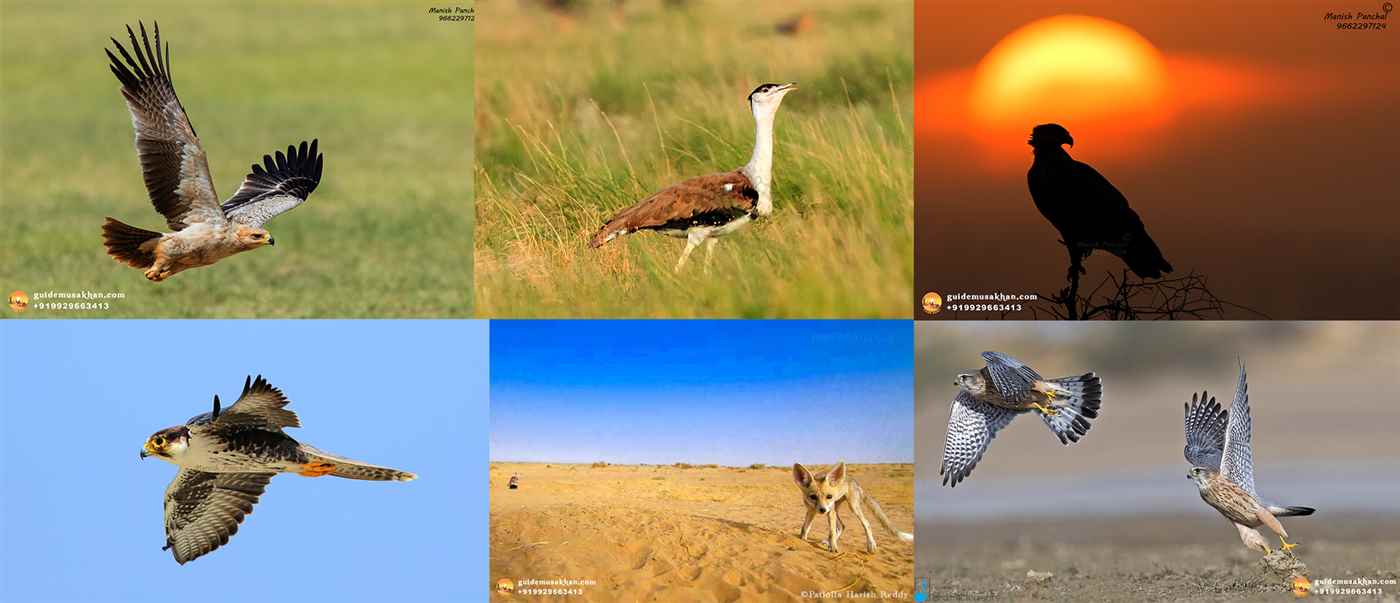 Desert National Park Guide Musa Khan - Cover photo