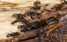 Desjardins Extermination - Cover photo