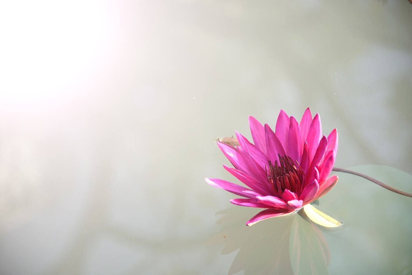 Deva Co - Cover photo