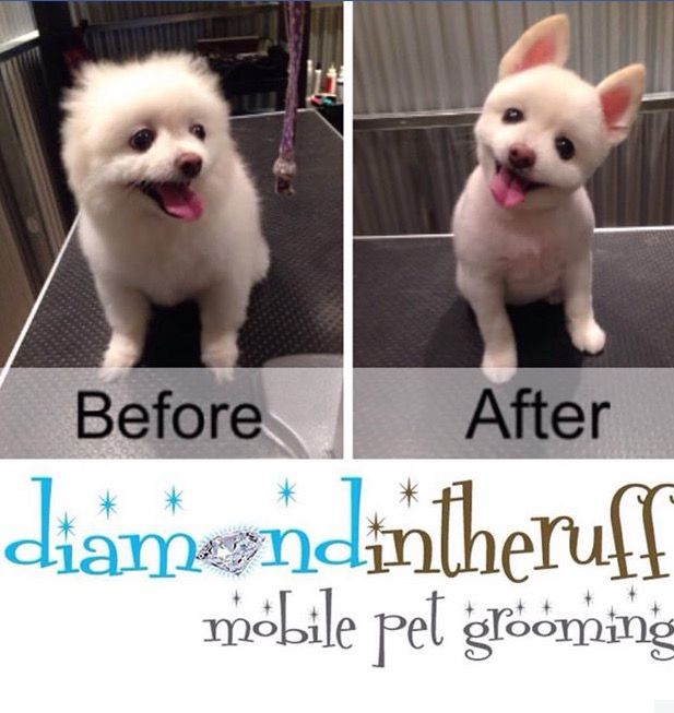 Diamond In The Ruff Mobile Pet Grooming - Logo
