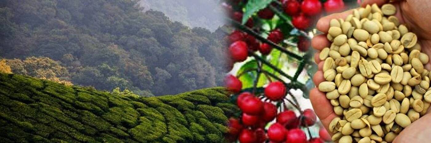 Di Bartoli Coffee Centre - Cover photo