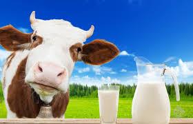 Dilip Pure Milk Suppliers - Cover photo