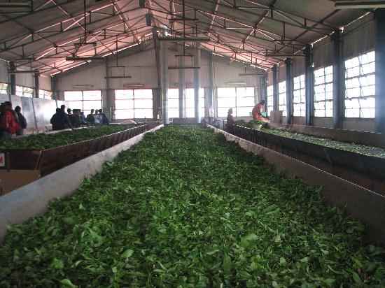 Ditya Tea Estate - Cover photo