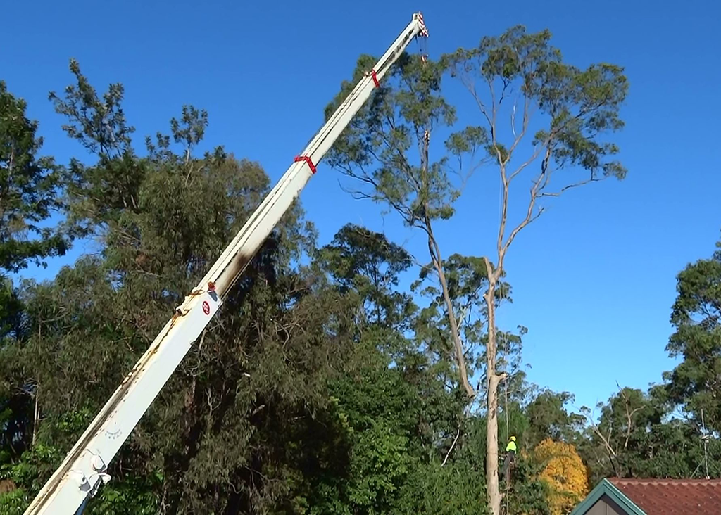 D & M Tree Services - Cover photo