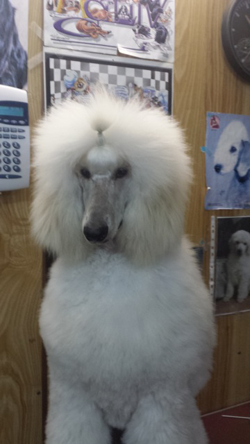 Doggie Fashion Grooming Salon - Cover photo